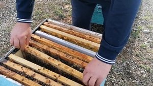 Бакфаст и Сицилийская порода пчёл.