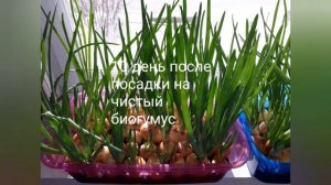 Посадка лука на чистый биогумус и на крупные частицы после просейки биогумуса