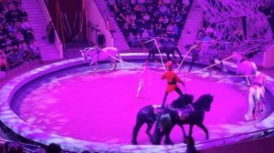 Конное представление в цирке