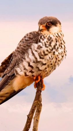 American peregen falcon