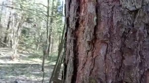 Поиск и сбор сосновой коры и черемши