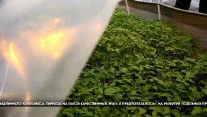 2021 Под Волгоградом работает новый тепличный комплекс
