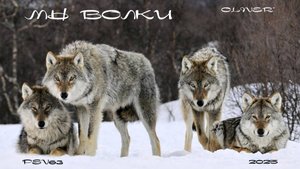Мы  волки