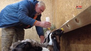 В гостях на козьей ферме в Воронежской области