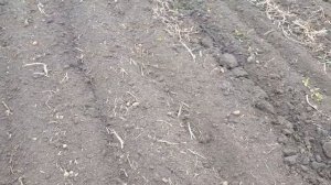 Бесплатный картофель