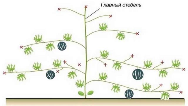 Прищипывание арбузов