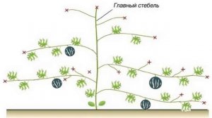 Прищипывание арбузов