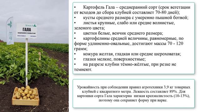 Картофель сорта Гала