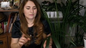 ХОВЕЯ - Мое ЛЮБИМОЕ растение. САМАЯ красивая и неприхотливая арековая ПАЛЬМА