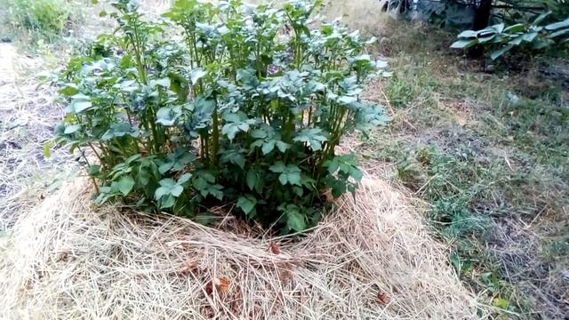 Картофелю в горке засуха не страшна смотреть онлайн