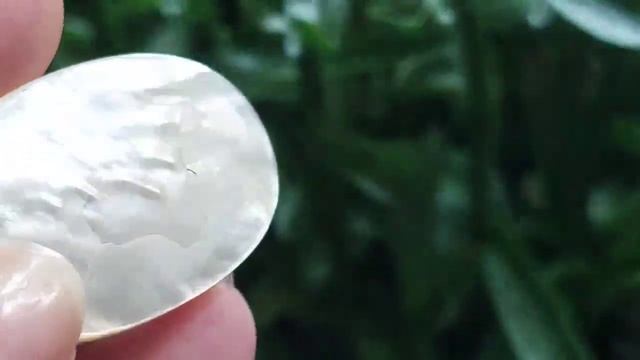 Натуральный перламутр 56.7 Cts 41 х 25.6 х 5.3 MM