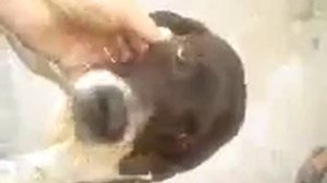 горизонтальное перемещение авто одной девушкой