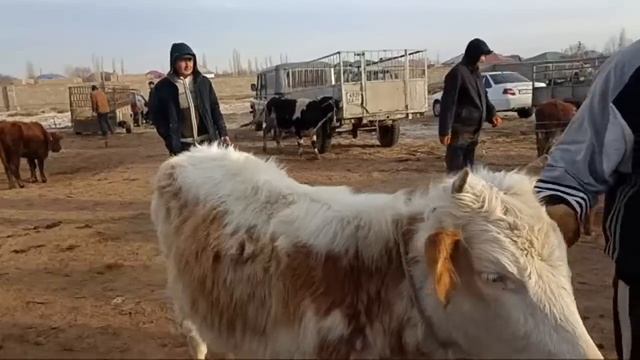 15-ФЕВРАЛЬ/2024/ХАЛКАБАД МАЛ БАЗАРЫ/БУГИН КАЛАЙ БОЛДЫ?