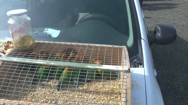 Птичий рынок Аксай 17.04.22. Декоративные и сельскохозяйственные птицы и животные. Вird market.
