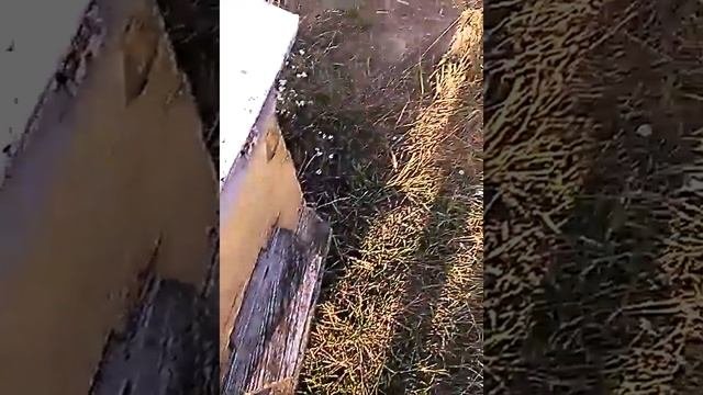 Как укоренять садовые растения