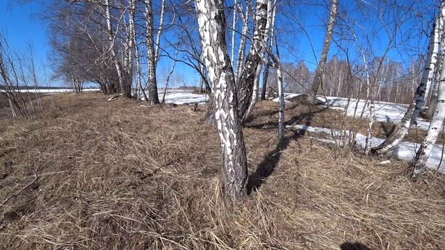 Сбор берёзового сока смотреть онлайн