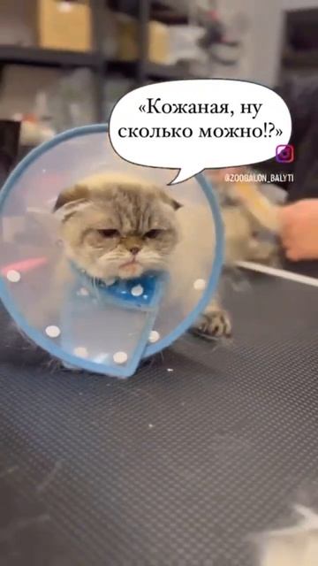 Почесали Бонечку ❤️ этой кошечке плюс/минус 17 лет 🙏🏻 Груминг, экспресс линька.