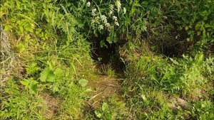 Расширяем водозабор у ручья для полива тыкв