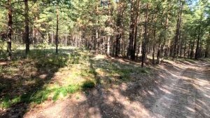 ТИХАЯ ОХОТА НА РОСОМАХЕ