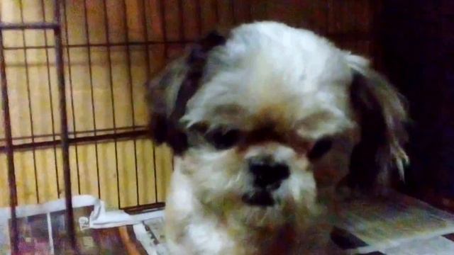 Jk , Shaki ,Bushido and Cat смотреть онлайн