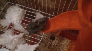 Хомяк хомячит салфетки.