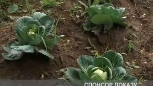 Фюзилад Форте
