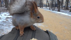 Зарисовка с белкой и голубями