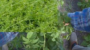 Помогите Нас атакует вьюн Нужен совет как его победить