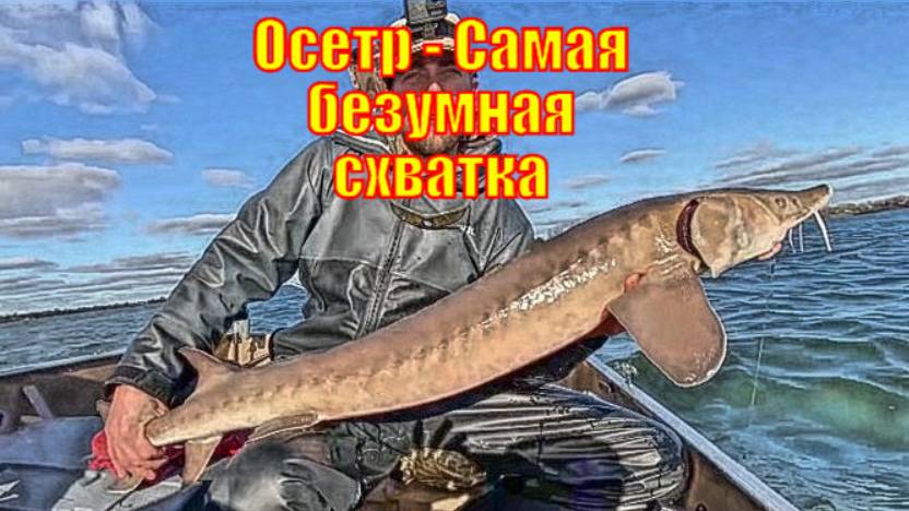 Осетр - Самая безумная схватка