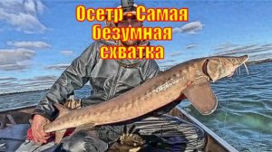 Осетр - Самая безумная схватка