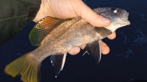 Зимний Ласкирь ( Морской Карась ) в январе. Рыбалка в Крыму Ялта.