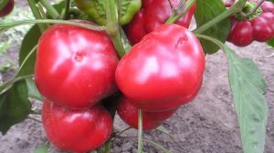 Перец сорта Колобок