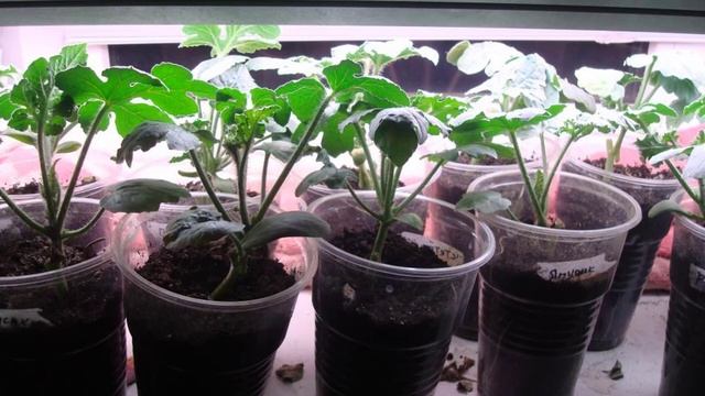 Посадка арбузов семенами на рассаду и в грунт смотреть онлайн