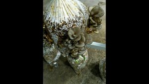 Сколько времени зарастают грибные блоки. Экссудат в блоках вешенки. Инкубация вешенки в жилом доме