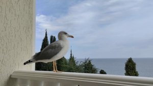 Чайка на балконе Черное море Крым