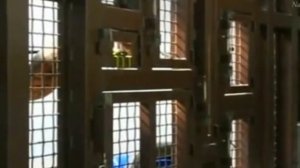 CTV.BY: Слониха играет на губной гармошке!