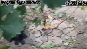 НОВИНКА!!! ГФ. Винограда ЕФИМ (Калугин В.М.).