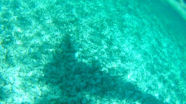 Съемка под водой при движении катамарана #куба #атлантическийокеан  #cuba #atlanticocean
