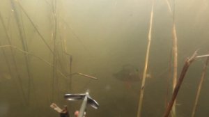 Подводная охота на карпа в мутной воде! После запрета!