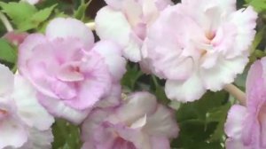 Сорта цветов Ахименес.