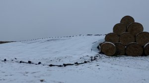 Лайфак с применением импровизированной силосной траншеи в Беларуси, первые выводы зимой