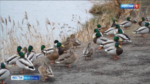 В Белгороде провели учет водоплавающих