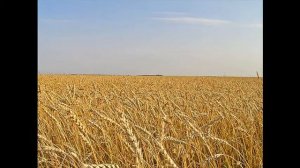 Край родной