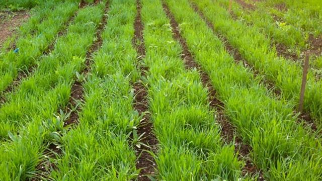 Овес как сидерат