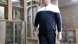 НИКОЛАЕВСКИЕ ГОЛУБИ. ПЛЕМЕННАЯ ПТИЦА.