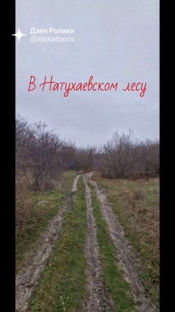 В натухаевском лесу