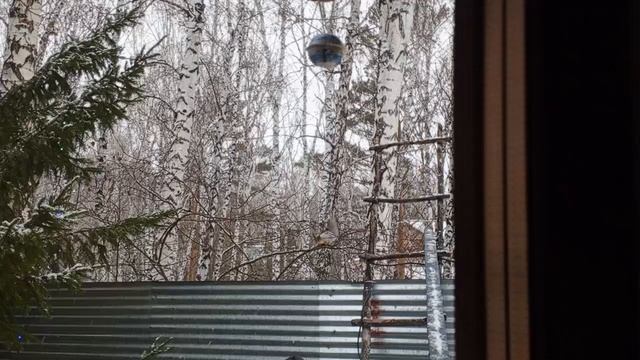 Ругают Сергея белки.