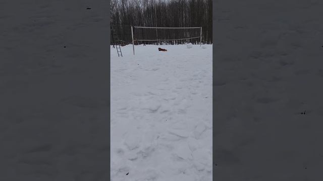 гуляем с хитропопой красоткой