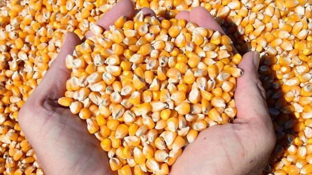 Можно ли давать кроликам кукурузу смотреть онлайн