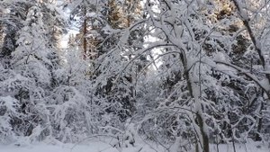 В Архангельскую область пришли холода и зима